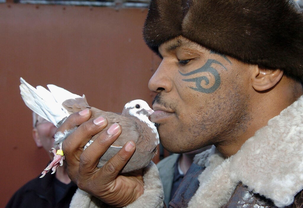 Iron Mike Tyson Visits Pigeon Fancier