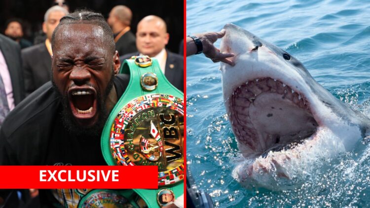Split image of Deontay Wilder celebrating a win and a shark with exclusive banner